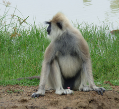 Semnopithecus priam thersites