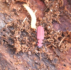 Cucujus cinnaberinus