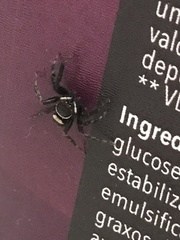 Hasarius adansoni