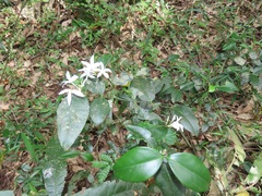 Carissa bispinosa