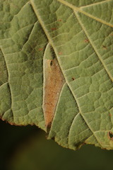 Phyllonorycter nicellii
