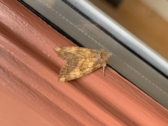 Papaipema cataphracta