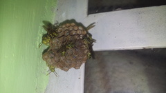 Mischocyttarus basimacula