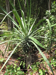 Furcraea hexapetala