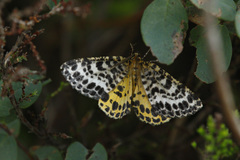 Arichanna melanaria