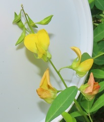 Crotalaria natalensis