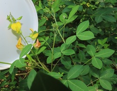 Crotalaria natalensis