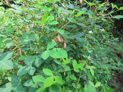 Crotalaria natalensis