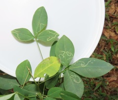 Crotalaria natalensis