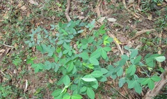 Crotalaria natalensis