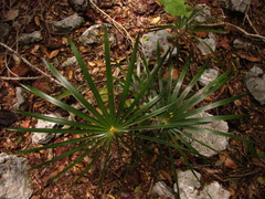 Coccothrinax readii