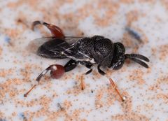 Brachymeria podagrica