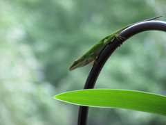 Anolis carolinensis