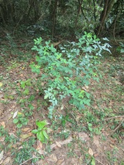 Crotalaria natalensis