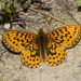 Pacific Fritillary - Photo (c) Bill Bouton, some rights reserved (CC BY-SA)