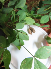 Crotalaria natalensis