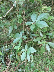 Cyphostemma hypoleucum