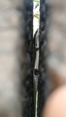 Marisora lineola