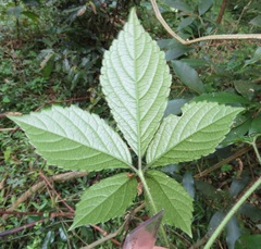 Cyphostemma hypoleucum