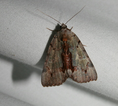 Catocala grynea