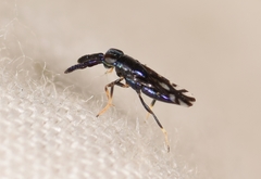 Cerapterocerus mirabilis