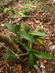 Guarianthe aurantiaca