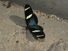 Heliconius sara magdalena