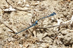 Coenagrion caerulescens