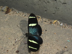 Heliconius sara magdalena