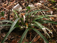 Encyclia