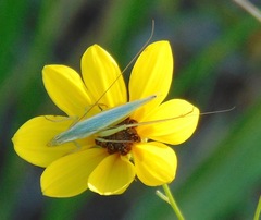 Oecanthus quadripunctatus
