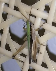 Dichromorpha prominula