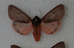 Phragmatobia lineata