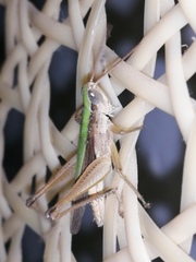 Dichromorpha prominula