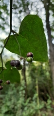 Smilax