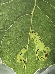 Stigmella populetorum