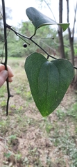 Smilax