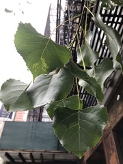 Stigmella populetorum