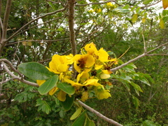 Senna racemosa