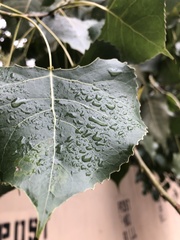 Stigmella populetorum