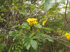 Senna racemosa