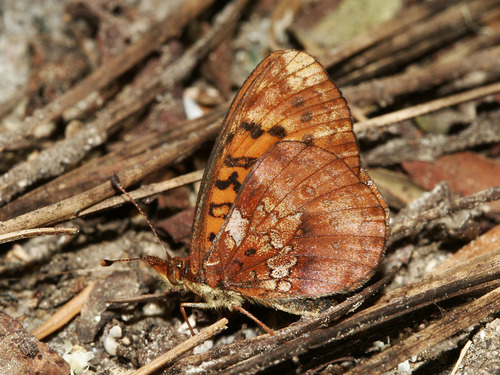 Pacific Fritillary