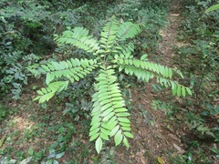Cnestis polyphylla