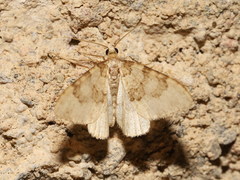 Nebula ibericata