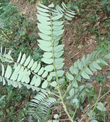 Cnestis polyphylla