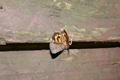 Catocala grynea