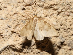 Nebula ibericata