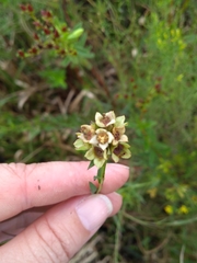 Ludwigia suffruticosa