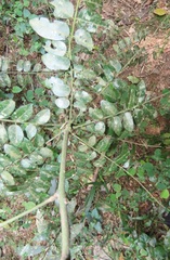 Cnestis polyphylla