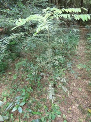 Cnestis polyphylla